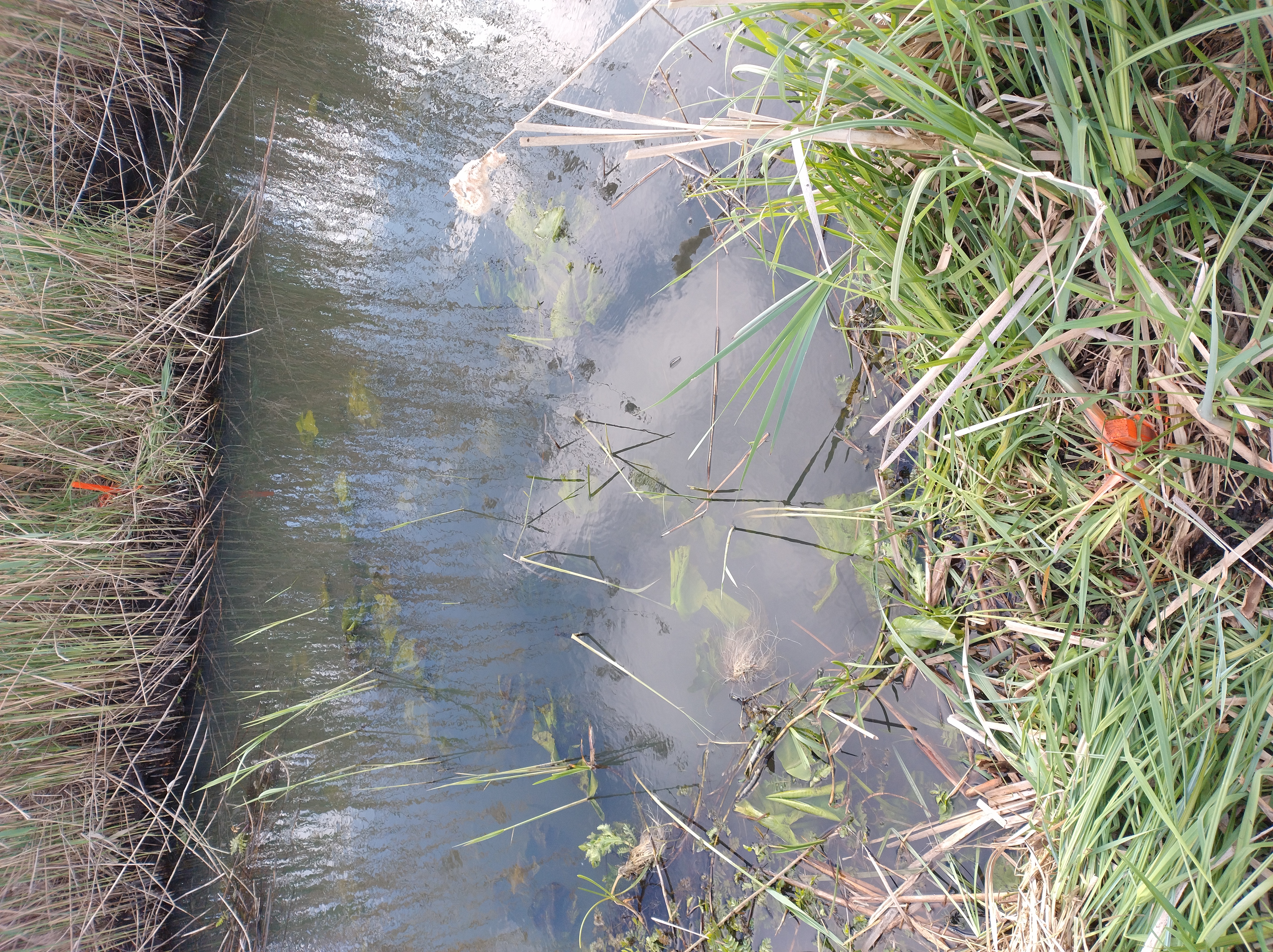 The effect of vegetation cover on channel roughness (Biebrza River)