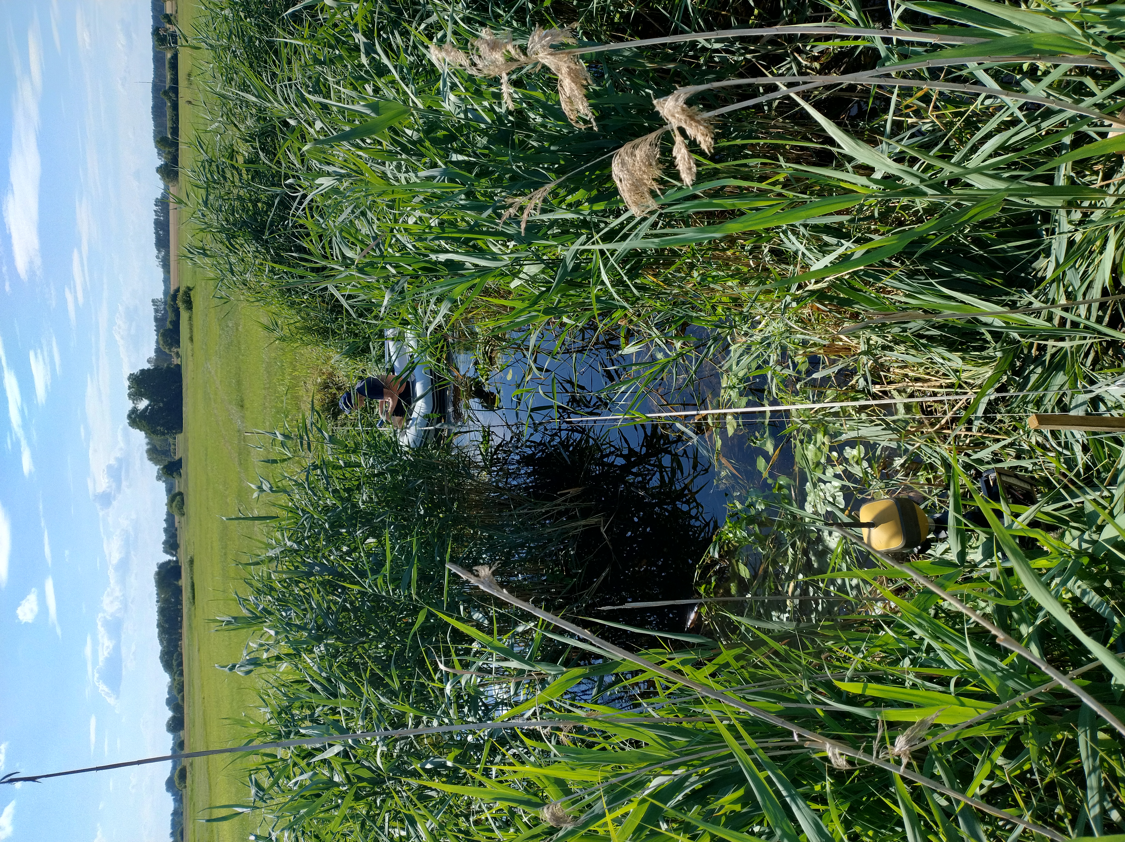 he effect of vegetation cover on channel roughness (Biebrza River)