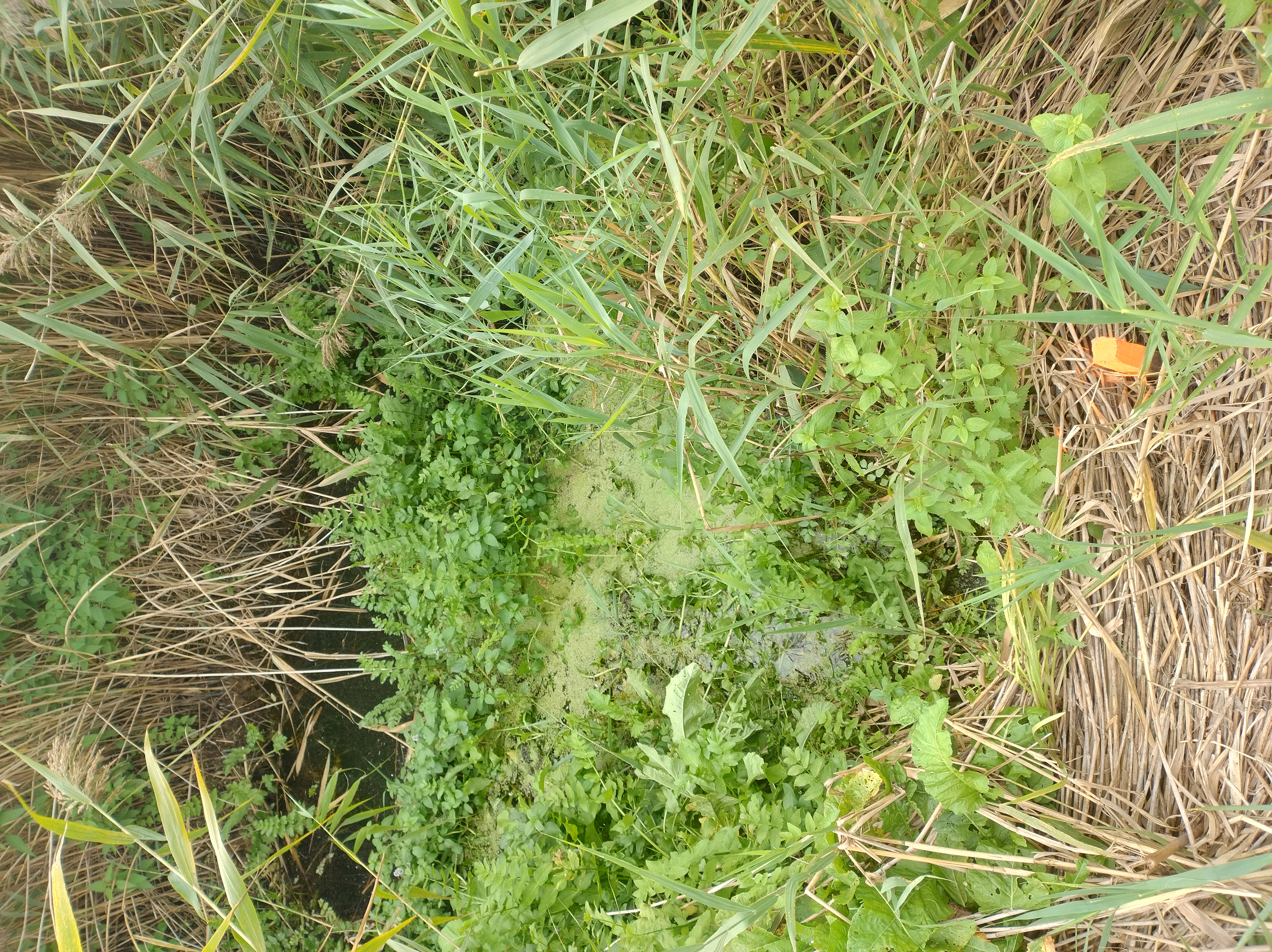 Figure 3 - The effect of vegetation cover on channel roughness (Biebrza River)