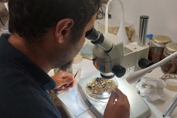 A scientist examines samples under a microscope in a laboratory. On the table, there is a Petri dish containing specimens, along with several preservation jars. The man is holding a tool to manipulate the samples while looking through the microscope.